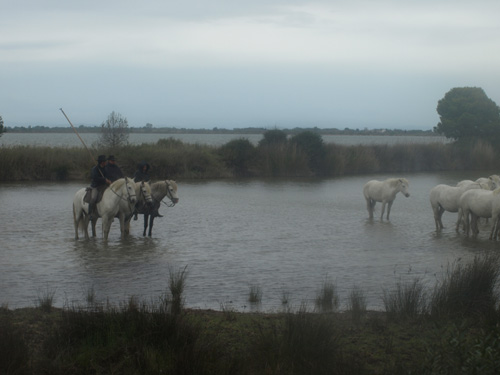 White horses and les guardians wait for the photography session to begin